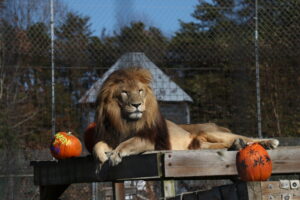 10762074896 img 4161