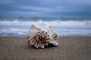 6604478406135133561 img 9961